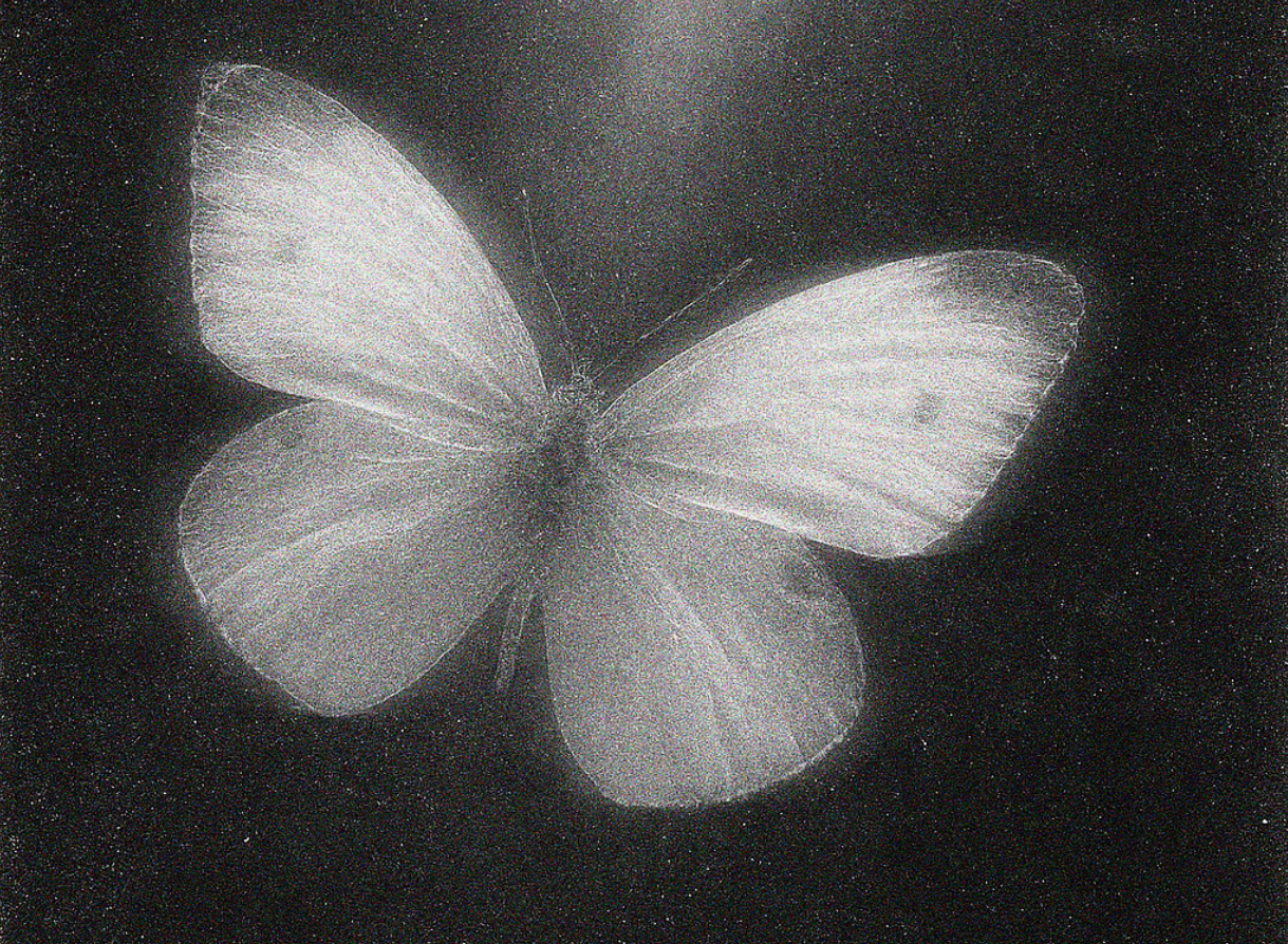 butterfly in black and white